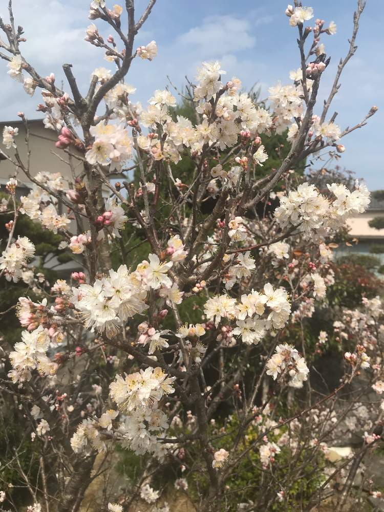 お出かけ先の画像 by アキラさん | お出かけ先とサクランボのお花