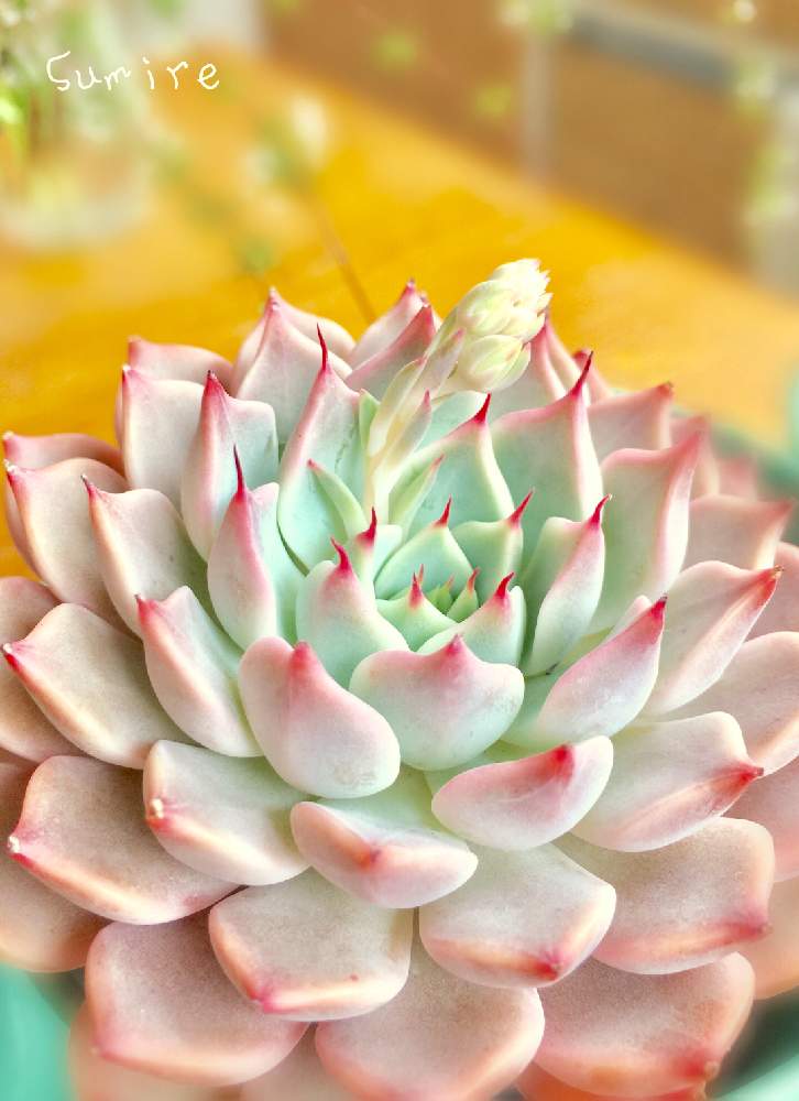 窓辺の画像 by すみれさん | 窓辺と多肉の花芽と多肉のお花✨とエケベリア属 立田