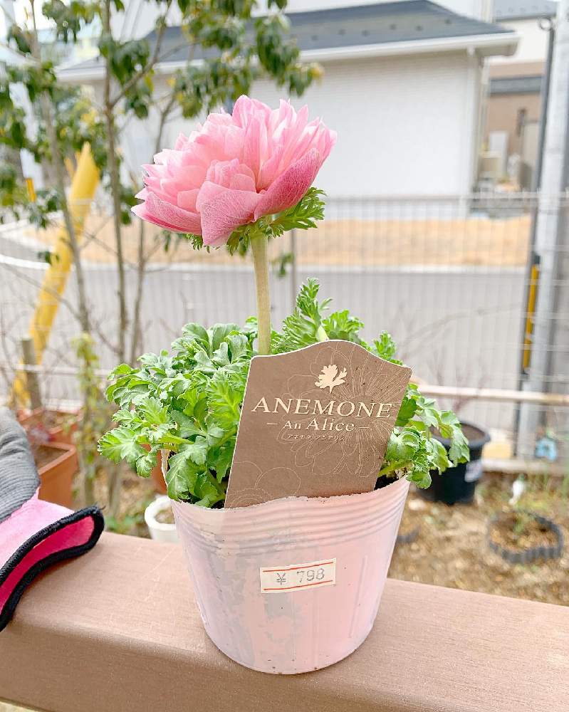 小さな庭の画像 by june*さん | 小さな庭とアネモネ・アンアリスとアネモネと雨に輝くとナチュラルスタイルと花のある暮らしと アネモネと咲いた!