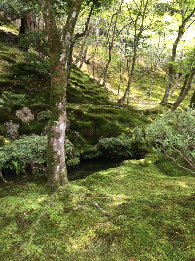 お出かけ先の画像 by ''まこS''さん | お出かけ先と銀閣寺と苔輪ピック選考会