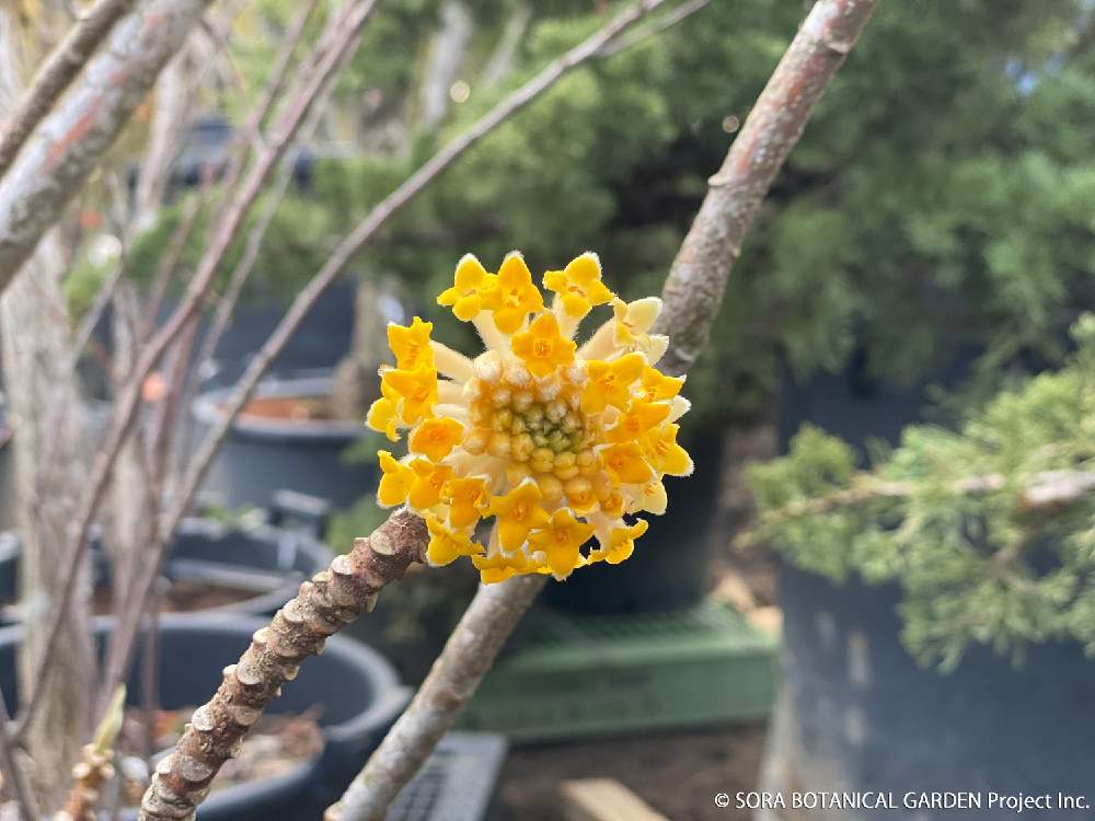 の画像 by そら広場(そら植物園オフィシャルクラブ)さん | ブータンミツマタとそら植物園とプラントハンターとそら植物園 オフィシャルクラブ「そら広場」と西畠清順と農場とそら広場と黄色の花
