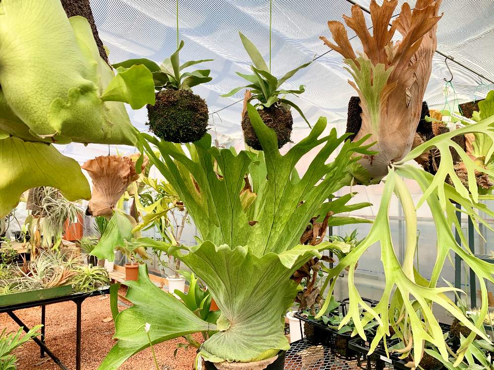 畑の画像 by Flower Villageさん | 畑と着生植物と コウモリラン とグランデとグリーンインテリアと ビカクシダとP.コロナリウムと植中毒とフラワービレッジと着生シダとプラティケリウム・ウィリンキーと苔玉と観葉植物のある暮らしとシダ植物とflowervillageとビカクシダ属と葉っぱアートとビカクシダ・エレファントティスとビザールプランツとビカクシダ ネザーランドとインテリアグリーン