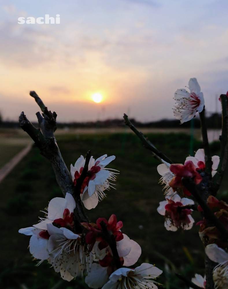 の画像 by sachiさん | 白梅と白い植物フォトコン2020と樹木の花と夕日と堤防沿いと今日の花便りとさんぽみちと花のある暮らしと寄り道