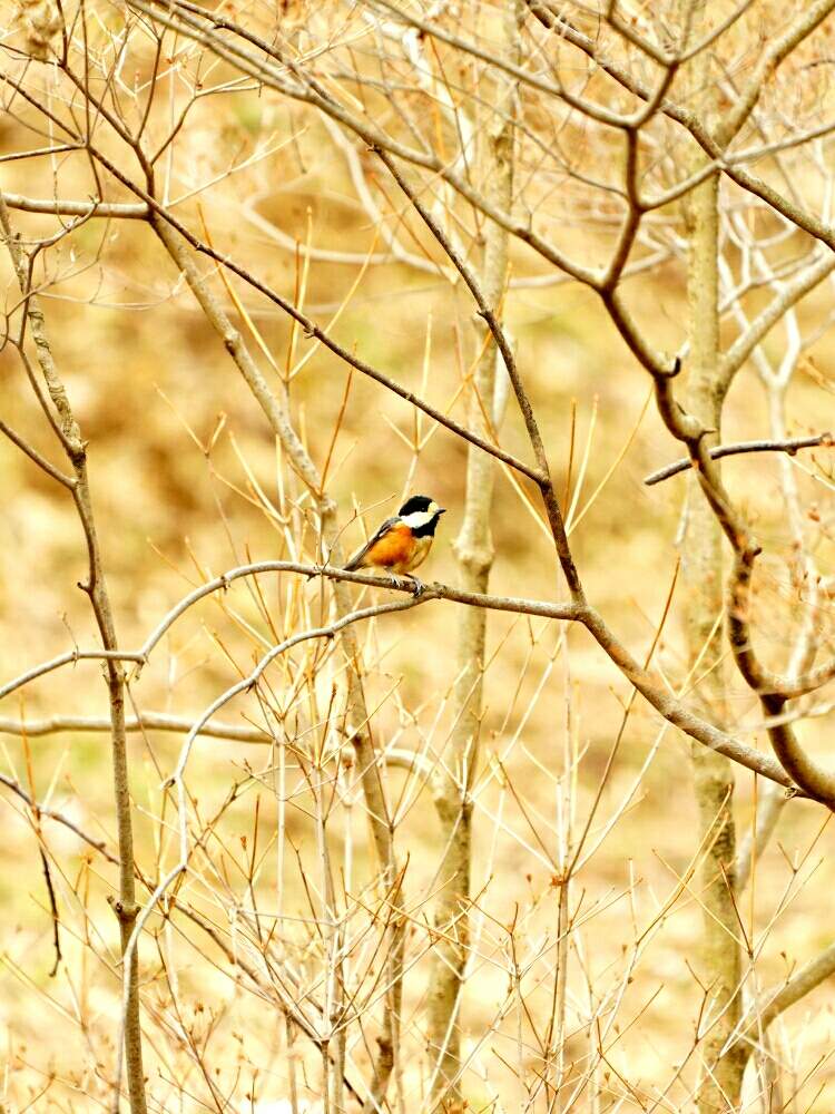 お出かけ先の画像 by misaoiさん | お出かけ先と野鳥