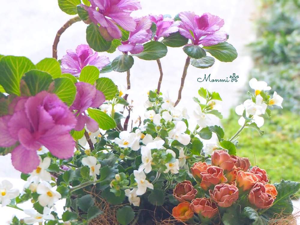 小さな庭の画像 by monmiさん | 小さな庭と寄せ植えとちいさな幸せ♡と植中毒と緑のある暮らしと花のある暮らしとプリムラジュリアン♡とかわいいな♡と踊り葉牡丹と葉牡丹の寄せ植え