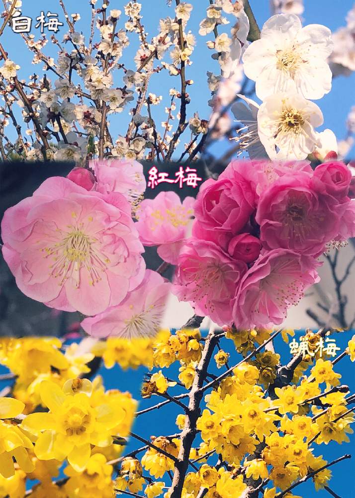 小さな庭の画像 by kwackyさん | 小さな庭と蝋梅と紅梅と白梅と花のある暮らしと家庭菜園奮闘日記と梅三兄弟