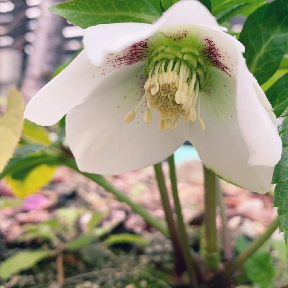 広い庭の画像 by おすしさん | 広い庭とクリスマスローズと白い植物フォトコン2020と癒しと今日の一枚と朝が好きと花のある暮らし