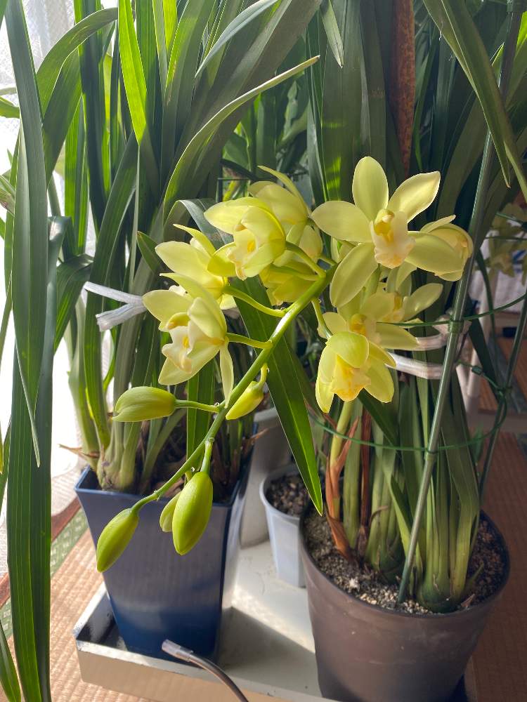 部屋の画像 by bukkieさん | 部屋とシンビジウムとボタニカルライフと植物男子とお庭のお花と緑のある暮らしとお庭の植物と洋ランとガーデニングと花のある暮らし