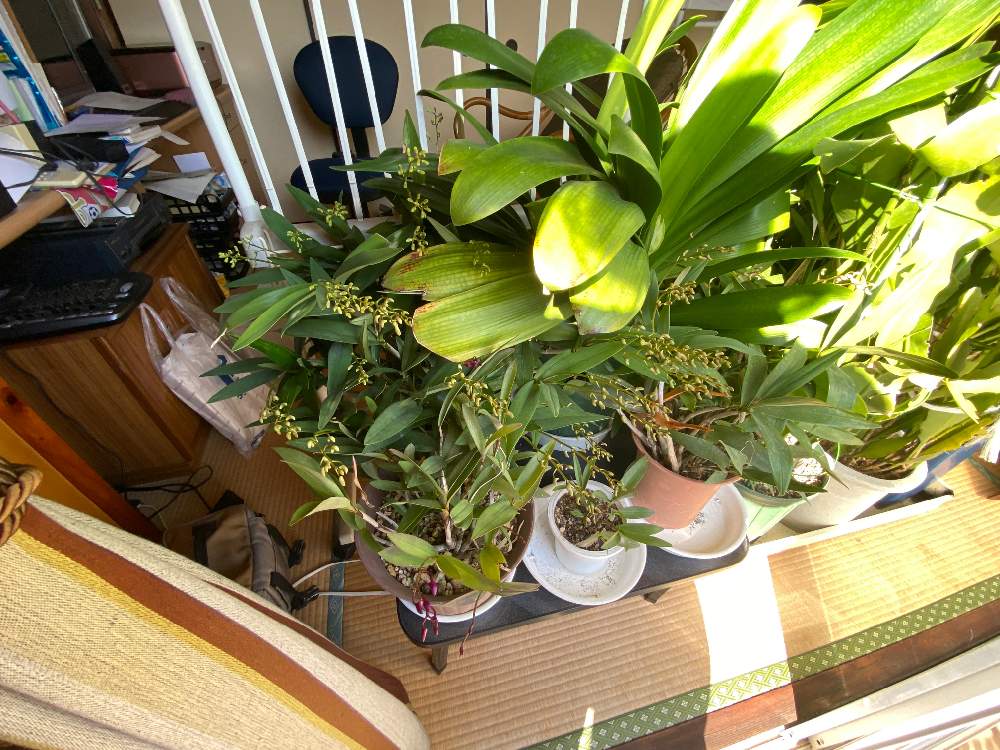 部屋の画像 by bukkieさん | 部屋とキンギアナムとボタニカルライフと植物男子とお庭のお花と緑のある暮らしとお庭の植物と洋ランとガーデニングと花のある暮らし