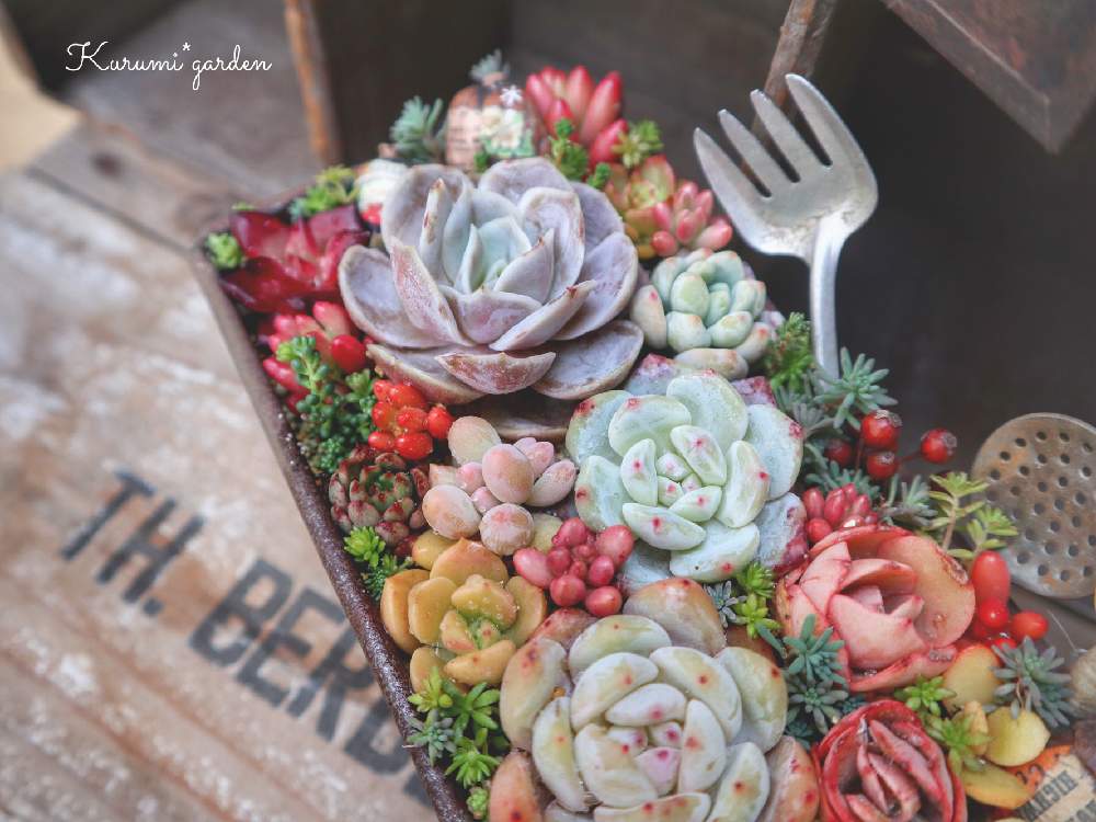 の画像 by くるみ*さん | 多肉植物の寄植えとモンローと多肉植物 寄せ植えとスヨンとブルーサプライズとエケベリアとロメオルビンとヴィンテージとパウンド缶とkurumi gardenと寄せ植えと古道具アレンジとパウンド缶寄せと多肉植物寄せ植えと多肉植物のある暮らしとGSのみなさんに感謝♡と大人おままごととパウンドケーキ寄せとくるみガーデンとサビサビ雑貨と多肉女子とyoshittpiさんありがとう♡とパウンド寄せとパウンド型と古道具×greenとKurumi*gardenと多肉寄せ植え