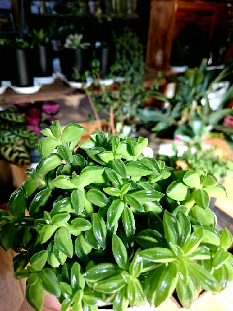 部屋の画像 by GreenGardenさん | 部屋と観葉植物とペペロミアニパドラ☆と今日の一枚と多肉女子とペペロミア属