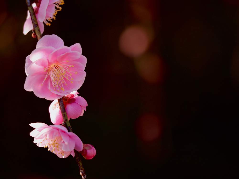 お出かけ先の画像 by ムラッチさん | お出かけ先と花のある暮らしと 梅の花と群馬県