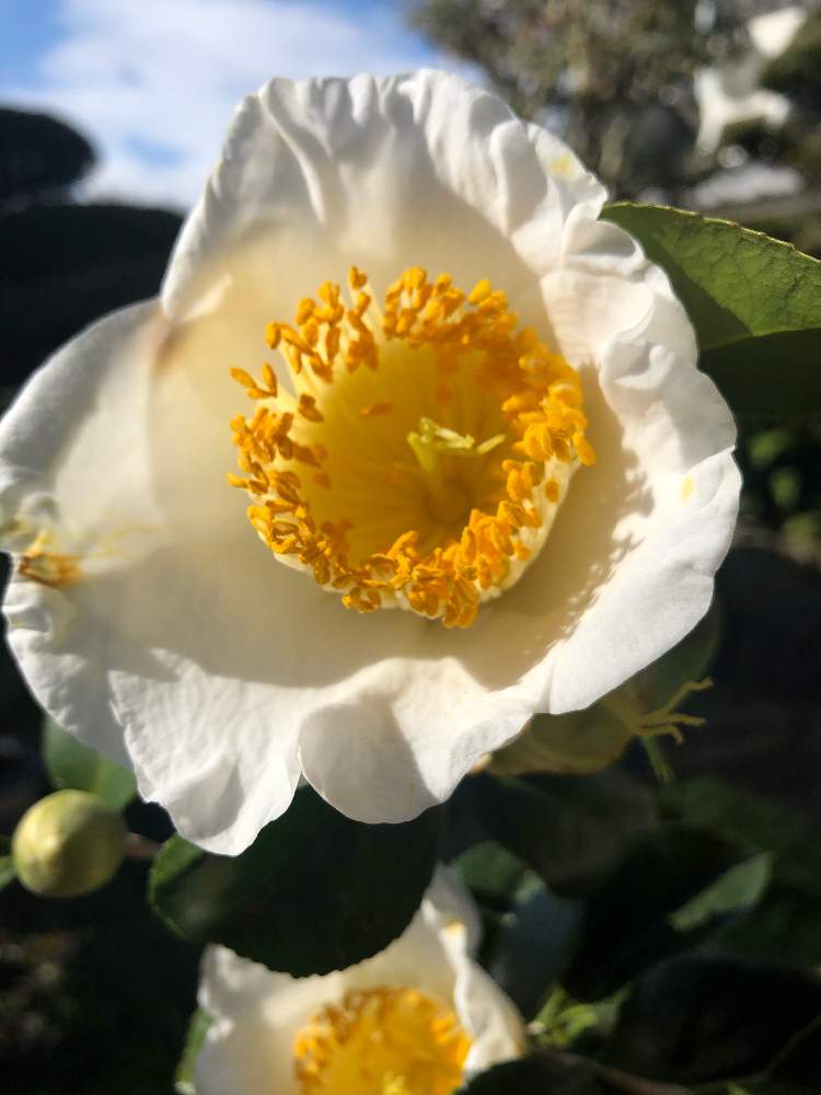 小さな庭の画像 by ラ・マリエさん | 小さな庭と可愛い〜♡と植木鉢と花のある暮らしとつばきの花とガーデニングと白い花♡とマイガーデン♡と美しい♡と花は癒やし♡
