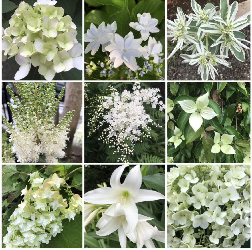の画像 by **花ママ**さん | 今日も笑顔で♡と小さなしあわせ♡と白い植物フォトコン2020と色別花シリーズと@naturalと部員No248とお花が好き♡と可愛いと花のある暮らしとかわいいと白い花とかわいいな♡と色別シリーズ白