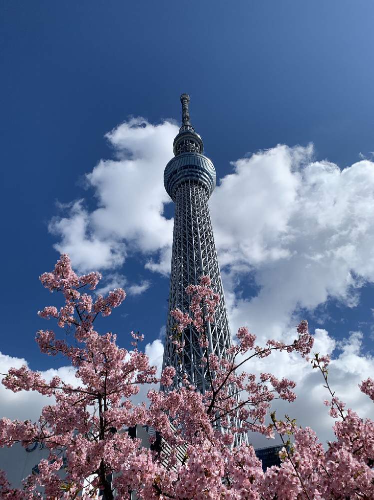 お出かけ先の画像 by オリオンさん | お出かけ先と桜の木