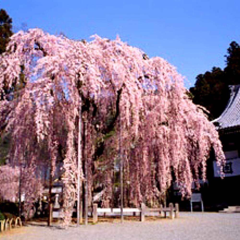 お出かけ先の画像 by M.Lucasさん | お出かけ先とに身延山久遠寺の枝垂れ桜