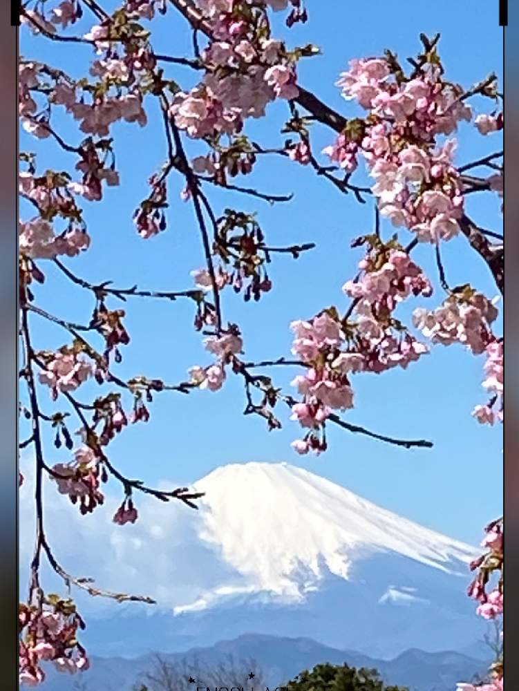 お出かけ先の画像 by まこちゃんさん | お出かけ先と湘南平と富士山と桜