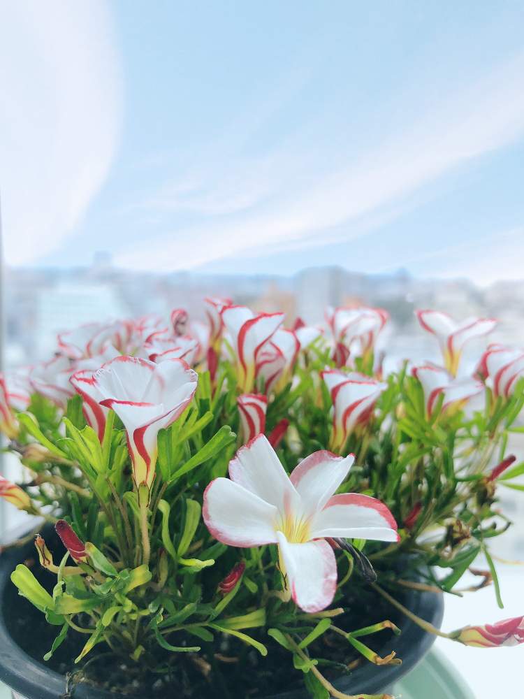 窓辺の画像 by RINさん | 窓辺と花のある暮らしとお花好きとオキザリスパーシーカラー、