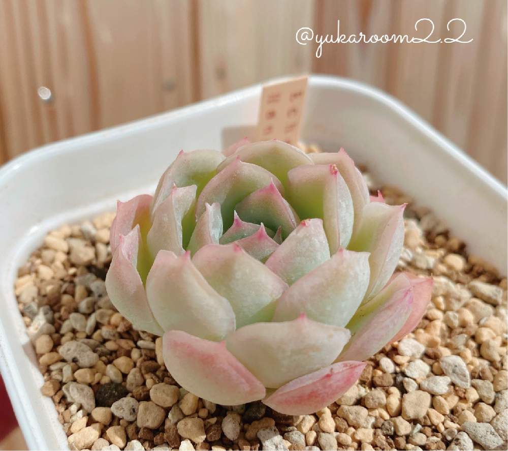 バルコニー/ベランダの画像 by yukaroom2.2さん | バルコニー/ベランダと多肉植物とおひとりさま多肉とエケベリア属と多肉女子とホームセンター出身と花月夜☆とおひとり様