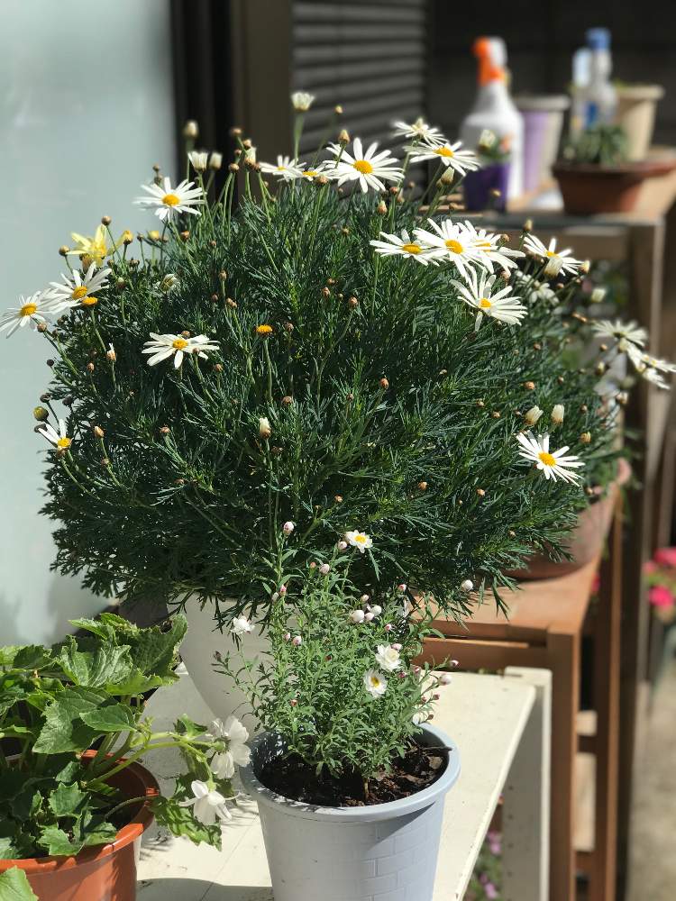 小さな庭の画像 by ネリマルさん | 小さな庭とサイネリアとマーガレットと花かんざしと白い植物フォトコン2020