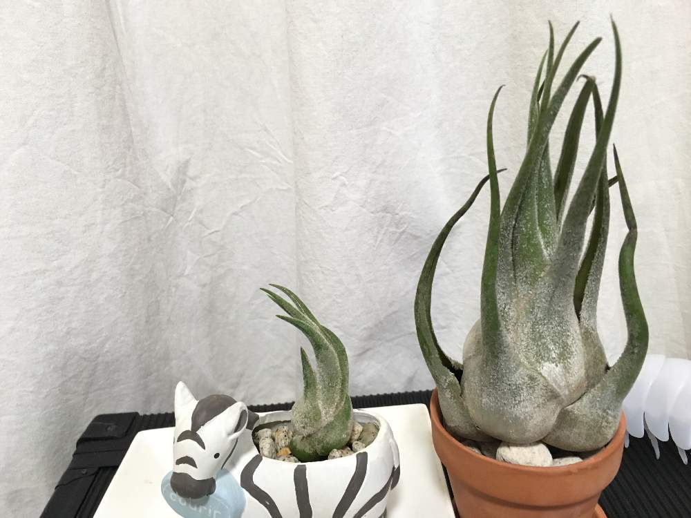 の画像 by すーぱーうちゅうねこさん | エアプランツ チランジアと観葉植物とエアプランツ ティランジアとアリ植物とブロメリア科とティランジア属とチランジア属とエアプランツとエアープランツ/チランジア