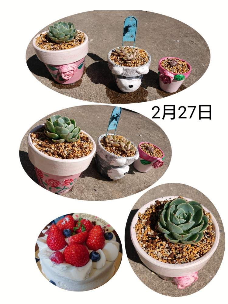 車庫の画像 by りなぽーさん | 車庫と七福神とパキフィトイデス錦と薔薇牡丹と特別な鉢と 七福神とおひとりさまと薔薇リメ鉢とXperiaで撮影