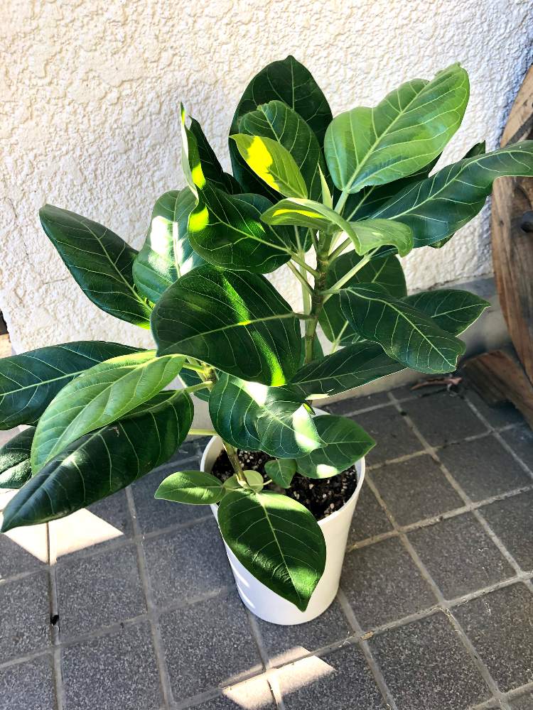 部屋の画像 by ポッポさん | 部屋と観葉植物と植物のある暮らしと植中毒と花のある暮らしとゴムの木❇︎とエアプランツとインテリアグリーンとアルテシマ♡