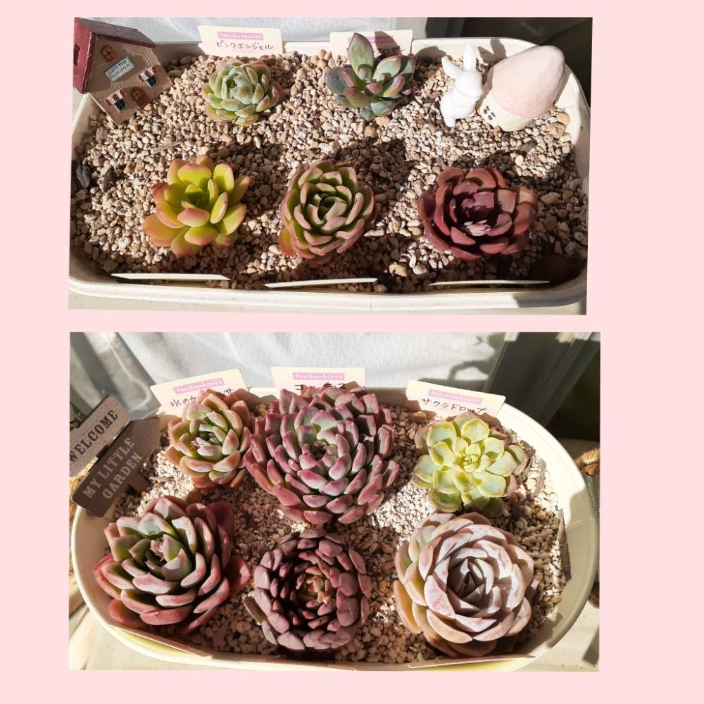 バルコニー/ベランダの画像 by chico-puuさん | バルコニー/ベランダと多肉植物と埼玉タニラーとグリーンテラス葉山と多肉植物 多肉の有るくらし