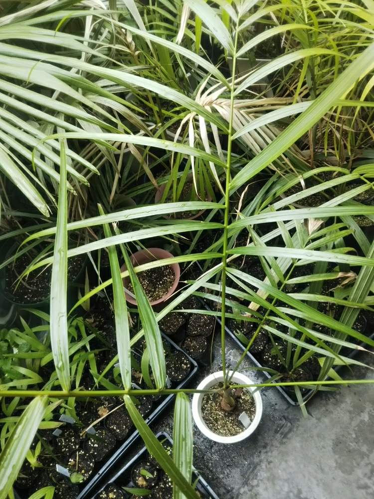 バルコニー/ベランダの画像 by Dioptaseさん | バルコニー/ベランダとDypsis baroniiと ヤシの木と観葉植物と鉢植えとヤシとディプシス属と耐寒ヤシ