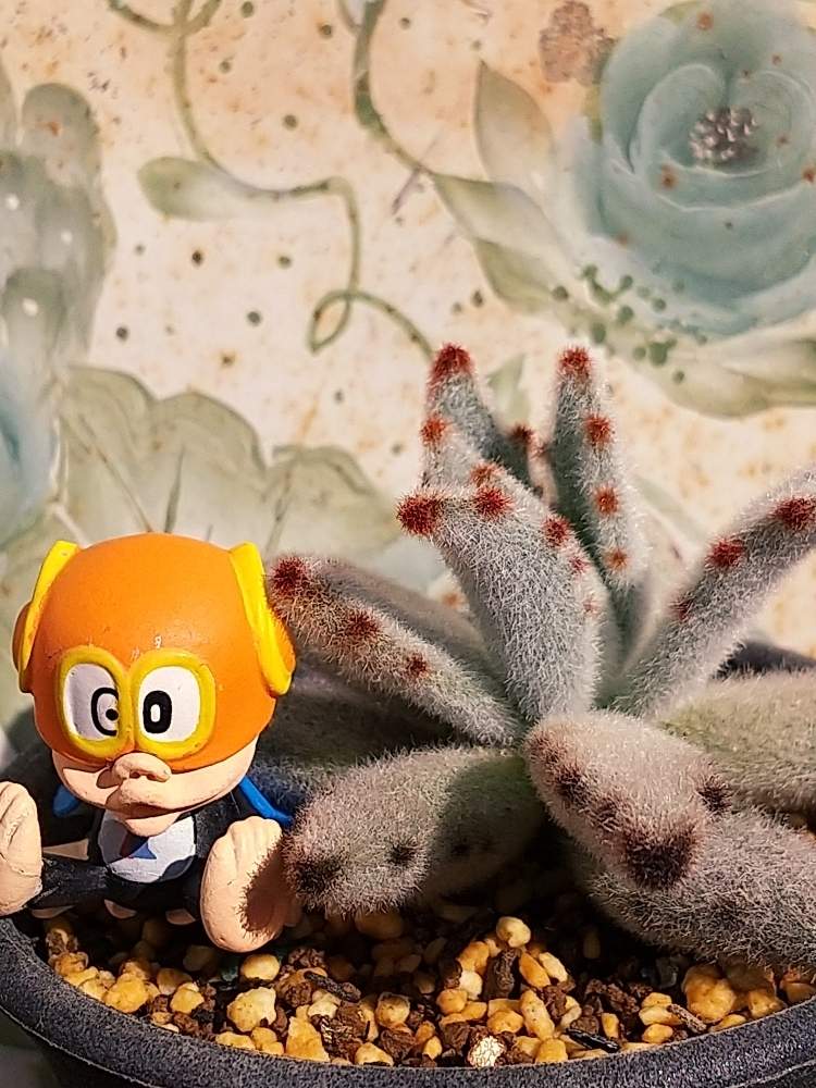 バルコニー/ベランダの画像 by アコウテさん | バルコニー/ベランダとパンダうさぎとヒヤミカチ首里城!とベランダ多肉と植欲旺盛と植中毒とカランコエ属と多肉初心者とGS植物うちなーぐち会