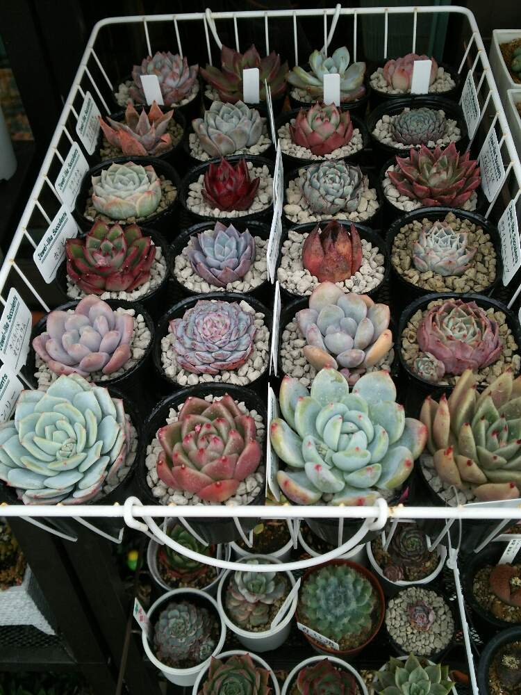 バルコニー/ベランダの画像 by airariさん | バルコニー/ベランダと多肉植物と新型コロナウィルスに負けるなとGS映えと多肉女子とコロナ注意❗️と多肉植物好き