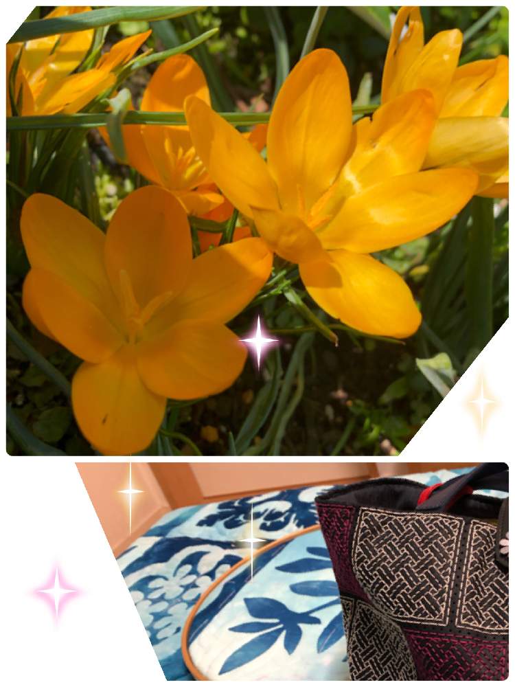 小さな庭の画像 by ビオラさん | 小さな庭とクロッカス♡と刺し子とハワイアンキルト✨と花のある暮らしと植えっぱなし球根とながーく咲いてね