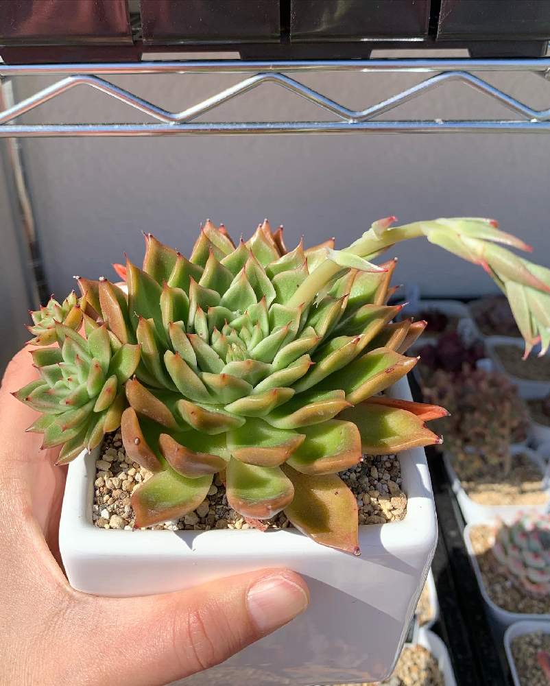 バルコニー/ベランダの画像 by あばさーϵ( 'Θ' )϶さん | バルコニー/ベランダと多肉植物と多肉のある暮らしと多肉好きな人と繋がりたいと多肉女子と沖縄タニラーとたにおたくらぶとたにおたくらぶNo146