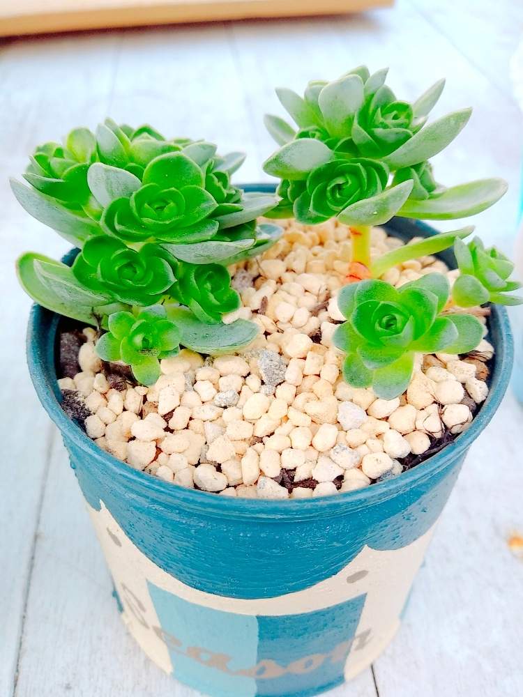 小さな庭の画像 by ちこりんさん | 小さな庭と多肉植物とHTCとたにおた1周年とリメ缶とリメ缶 手作りリメイク缶とアエオニウム・ドドランタリスとバラと夢CLUBと多肉女子とたに倶楽部とリメ缶・リメ鉢と紅葉多肉とドドランタリス♪と花のある暮らしとHTC社員とげんき!とたにおたくらぶ