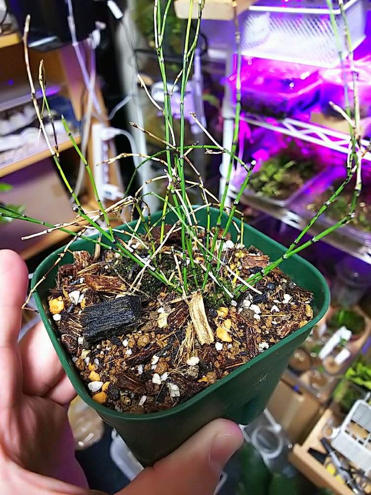 部屋の画像 by ましゅさん | 部屋と珍しい植物とトクサ科とかわった植物
