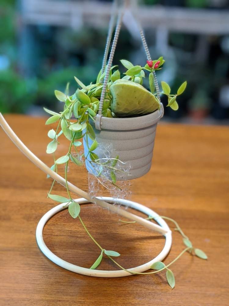 部屋の画像 by yk桜さん | 部屋とディスキディア カンガルーポケットとYouは植とガガイモ科と植物のある暮らしとボタニカルライフと結実とplantfreakと植物大好きとカンガルーポケット♬.*゚と植中毒と綿毛❣️とディスキディア属と緑と暮らす