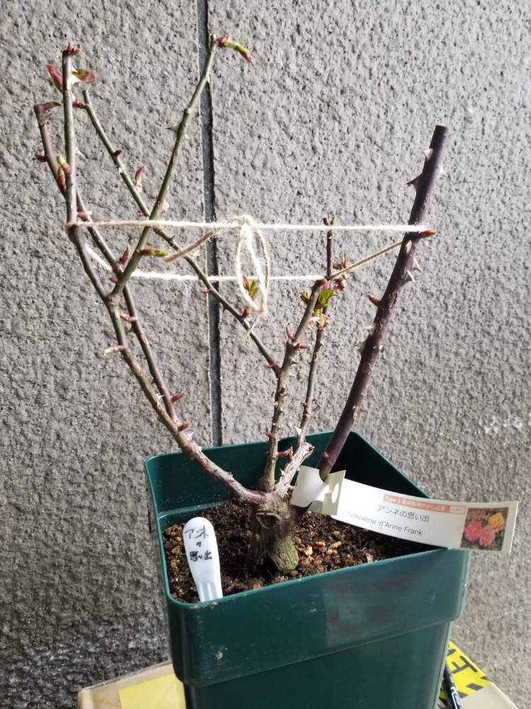 小さな庭の画像 by ニワバラベラバラさん | 小さな庭とスヴニール・ドゥ・アンネ・フランクとばら バラ 薔薇と大苗とバラの冬剪定とオレンジ色の花と培養土を考える倶楽部とバラの大苗と複色と植え替えとバラ 鉢植えと黄色と花ちゃん培養土と鉢ロザリアンと暖冬と黄色の花とオレンジ色と花のある暮らしと薔薇♪とばら 薔薇 バラ