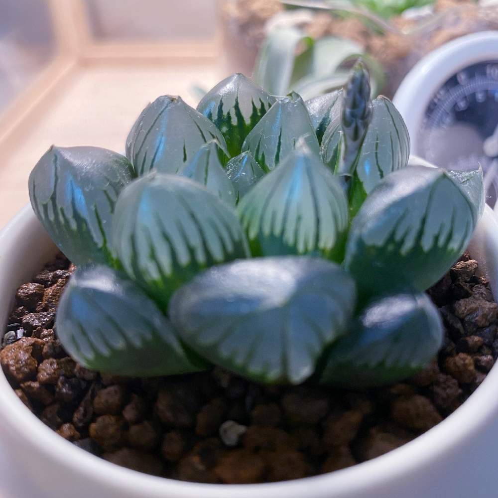 部屋の画像 by sonntagsbaerさん | 部屋とパープル水晶オブツーサと多肉植物と植物のある暮らしとハオルチアが好きとハオルチアの花芽とオブツーサ。とハオルチア属とハオルチア パープル水晶オブツーサと多肉女子と植物育成LEDライトと大好き!ハオルチア