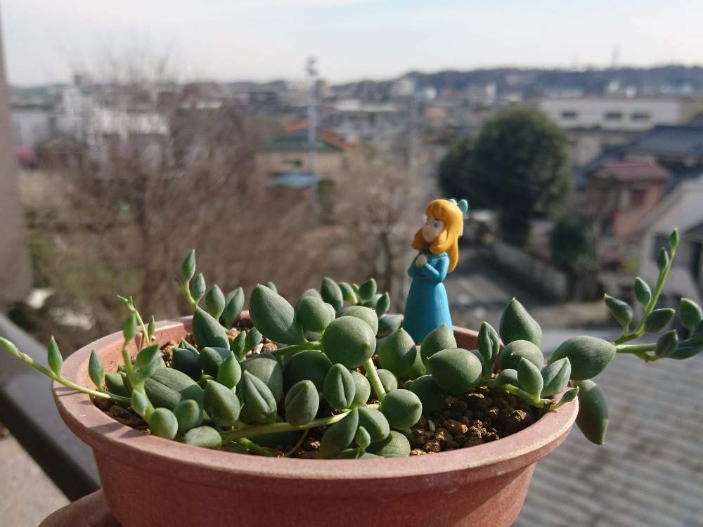 バルコニー/ベランダの画像 by グリーンさん | バルコニー/ベランダとセネシオ ピーチネックレスと新しい仲間と今日のベランダと好きだなぁ~と楽しみィ~と成長記録