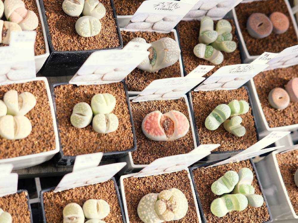 の画像 by Green Terraceさん | リトープスと多肉植物と入荷情報♪と新規入荷とオススメとお知らせと多肉女子とお花屋さん