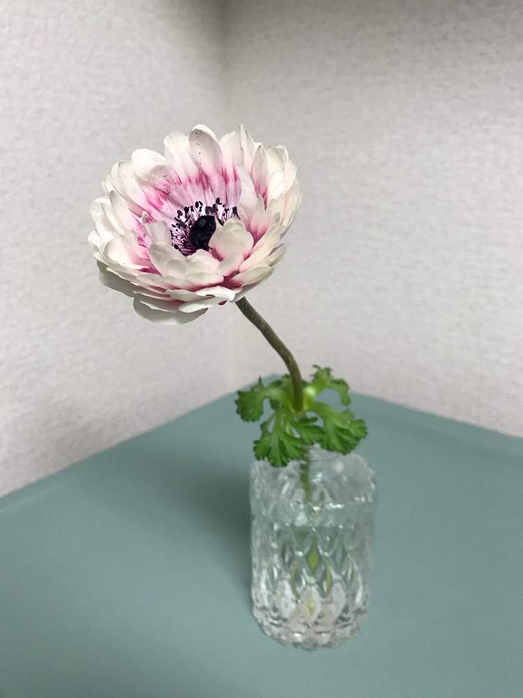 キッチンの画像 by ササっとさんさん | キッチンとアネモネ・凛々花と今ココ天国とアネモネ会と大好きな色と幸せやぁ〜とササっとを悩殺!と想像以上とお立ち台とキュン死祭りと時よ止まれ〜と花のある暮らしとうっとりの本質を知ると『お部屋を彩る、春の花』フォトコン