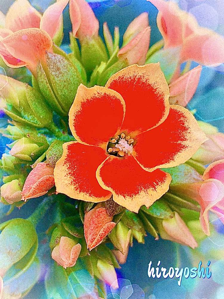 窓辺の画像 by hiroyoshiさん | 窓辺とカランコエ カランディ ピトンと花のある暮らしときれいなお花と防長っ子