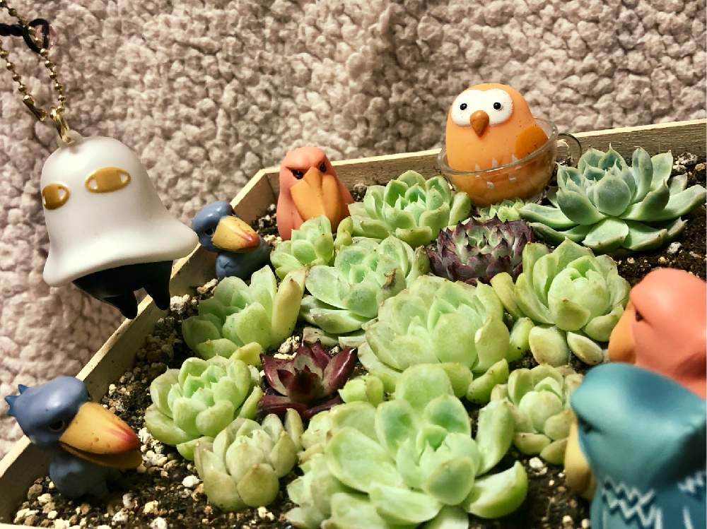 部屋の画像 by SABOTEN(•Ӫ•)さん | 部屋と幸せ♡と嬉しィ~♥️と可愛いすぎる〜と多肉大好きとたまらんღとGSのみなさんに感謝♡とめっちゃ可愛いィ~❤と可愛い〜♡と草とも-wとありがとぅ❤とご縁に感謝と花のある暮らしとお花大好き❤と可愛いィ~多肉ちゃんとやばい♡とフクロウ祭