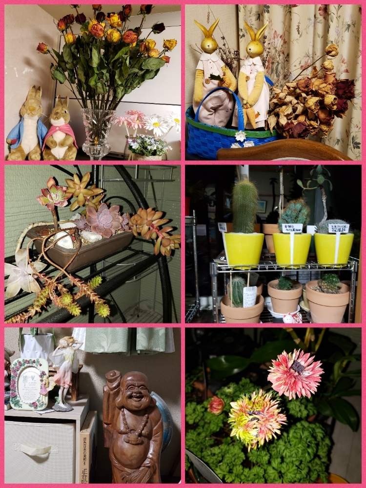 部屋の画像 by 天空のバラの五線譜さん | 部屋と多肉植物と閏年29日とイングリッシュガーデンと花のある暮らしと花色癒し