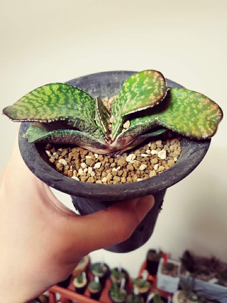 部屋の画像 by sword-tさん | 部屋とガステリア ササザウルスと多肉植物とガステリア広め隊とボタニカルライフとGSS(ガステ好き )と植中毒とタニク男子とガステリア充とグリスナ映えとがばいとガステリア推進委員会とガステリストとガステリアとサラリーマン編