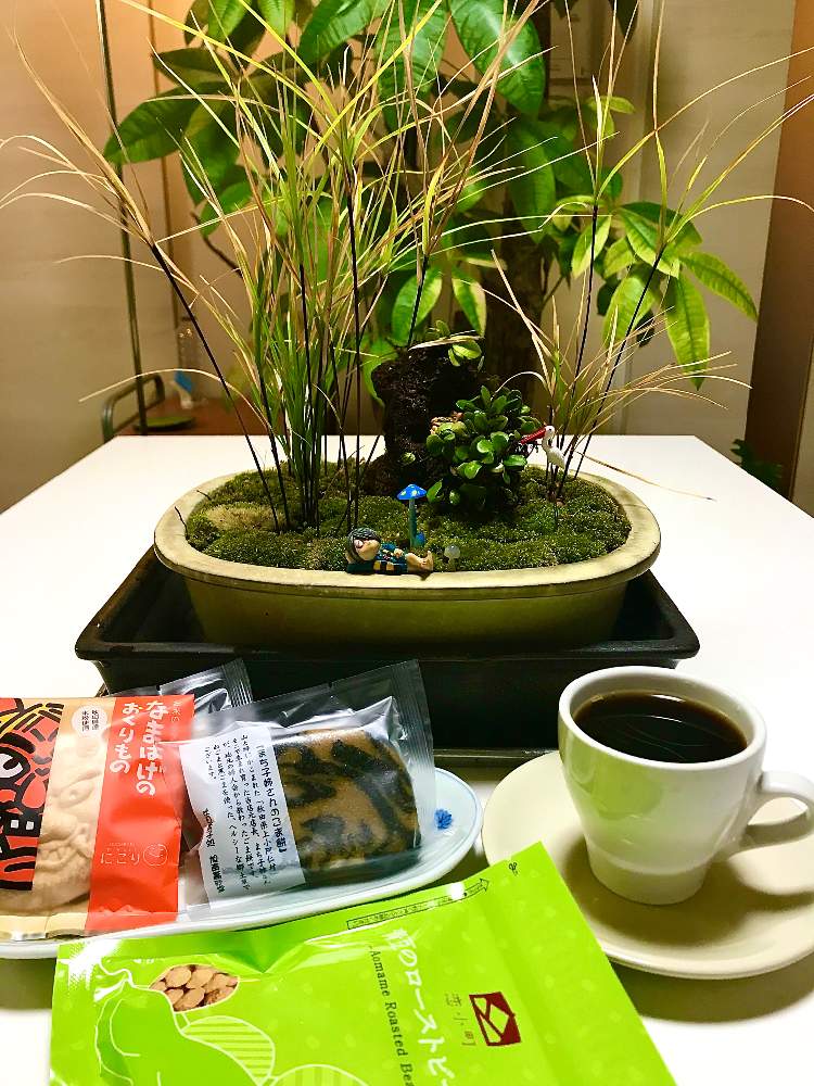 部屋の画像 by TIさん | 部屋とマメヅタとこけ.と黒軸天竺スゲとGREENといっしょに食べたいスイーツオススメお菓子屋さん