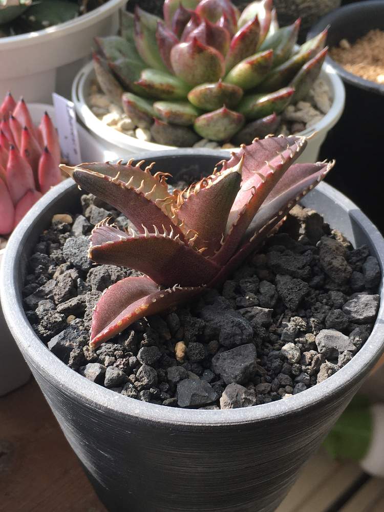 インテリアの画像 by angeloさん | インテリアと赤いアガベとangelo succulentと高級多肉植物とレッドキャット ウィーズルと冬多肉植物と多肉盛とred cat abaveと多肉成長とインスタグラム angeloとアンジェロ多肉と多肉の植え替えとagave redとagaveとアガベ属とEcheveriaとangeloとsucculent