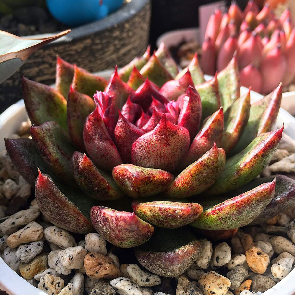 インテリアの画像 by angeloさん | インテリアと多肉交配とangelo succulentと多肉植物葉挿しとブラッドマリアxリンゼアナとリンゼアナ エケベリアと冬多肉植物と多肉盛と多肉高級と多肉成長とインスタグラム angeloとアンジェロ多肉とcute succulentと多肉交配種とブラッドマリア エケベリアとEcheveriaとangeloとsucculent