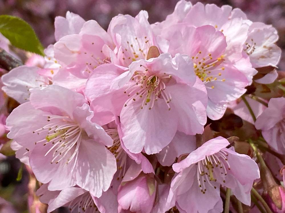 お出かけ先の画像 by ayuayucchiさん | お出かけ先と河津桜とiPhone11Proで撮影と淀水路の河津桜とiPhone 11PROで撮影と花のある暮らしと 河津桜
