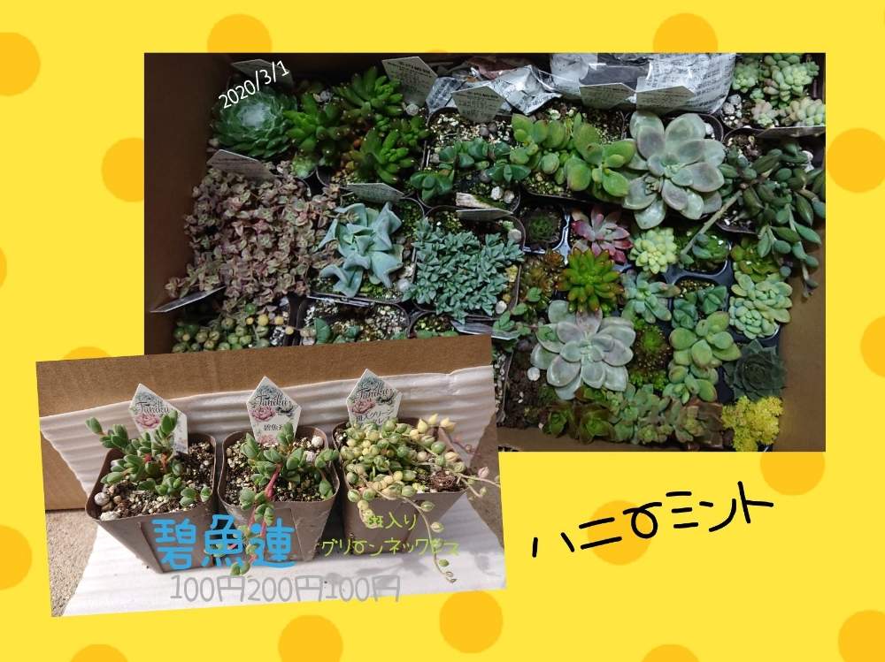 の画像 by りえさん | 斑入りグリーンネックレス♡とGS2年生と100均多肉と狩っ多肉とたにおたくらぶNo.59と 碧魚連と新入りさんと仲間入りとたにおたくらぶとハニーミント